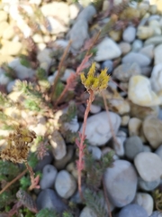 Petrosedum orientale