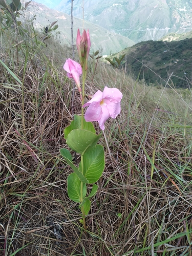 Mandevilla alexicaca