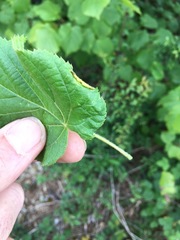 Phytoptus tetratrichus
