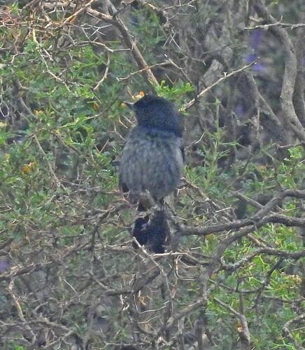 Grey-bellied Flowerpiercer (Diglossa carbonaria), photo 7