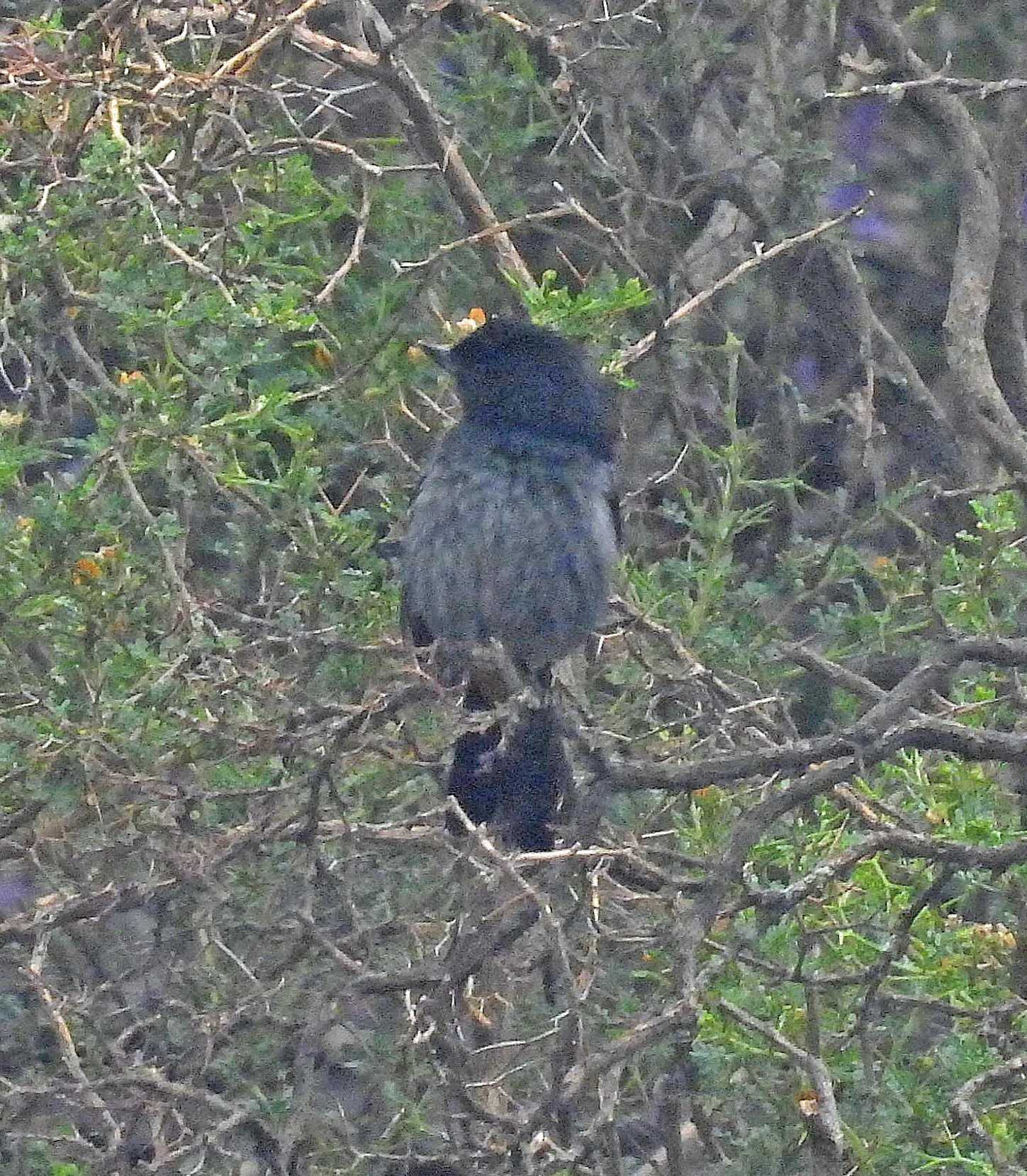 Grey-bellied Flowerpiercer (Diglossa carbonaria), photo 10