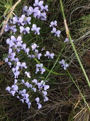 Viola decumbens