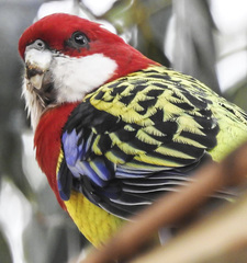 Platycercus eximius diemenensis