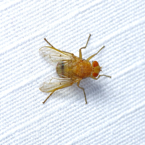 Tachinid fly photo 4