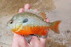Gulf Longear Sunfish photo 1
