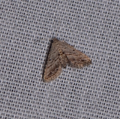 Araeopteron canescens