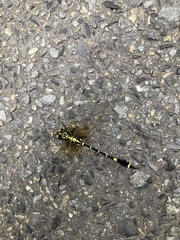 Melligomphus viridicostus