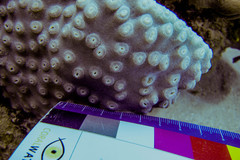 Duncanopsammia peltata