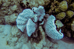 Duncanopsammia peltata