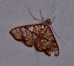 Glyphodes canthusalis