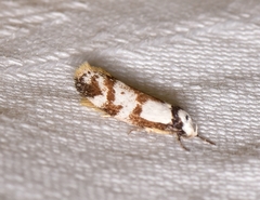 Palimmeces variegata