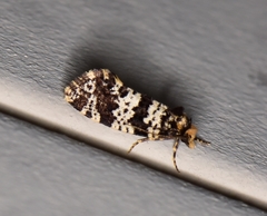 Ardiosteres moretonella