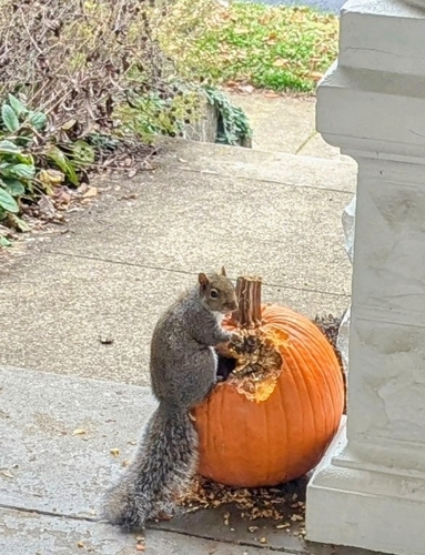 Eastern Gray Squirrel photographed in Kentucky
