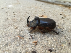 Oryctes nasicornis grypus