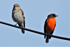 Flame Robin photo 3