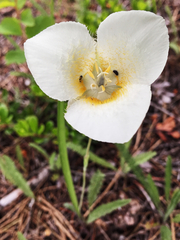 Calochortus apiculatus