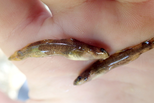 Least madtom (Noturus hildebrandi) — Ictaluridae