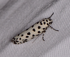 Ethmia clytodoxa
