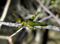 Bootettix argentatus