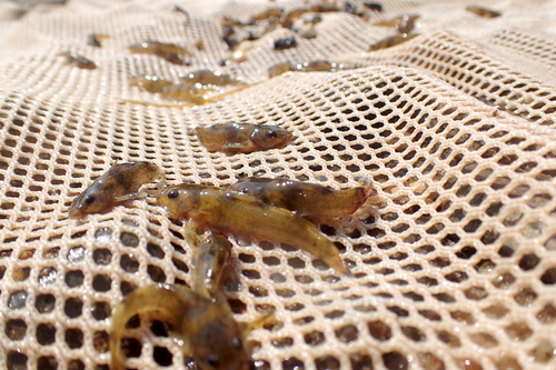 Frecklebelly madtom (Noturus munitus) — Ictaluridae — 2