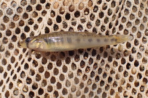 River darter (Percina shumardi) — Percidae — 2