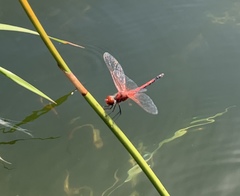 Celithemis bertha