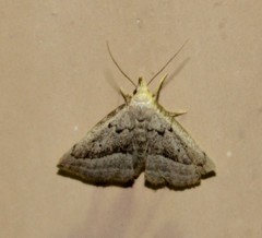 Macrochilo hypocritalis