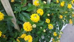 Lantana camara