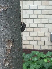 Graptopsaltria nigrofuscata