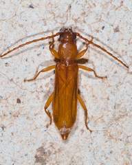 Smodicum cucujiforme