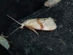 Cochylis caulocatax