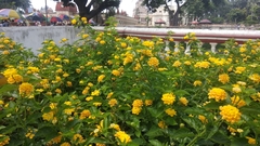 Lantana camara