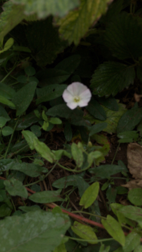 field bindweed