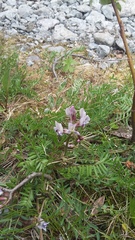 Oxytropis sordida