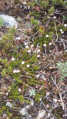 Harrimanella hypnoides