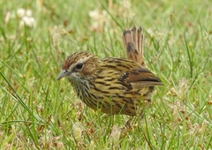 Striated Fieldwren photo 4