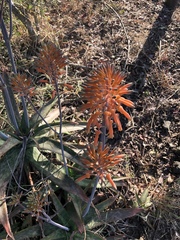 Aloe umfoloziensis