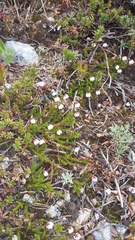 Harrimanella hypnoides