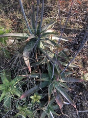 Aloe umfoloziensis