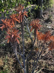 Aloe umfoloziensis