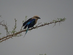 Coracias cyanogaster