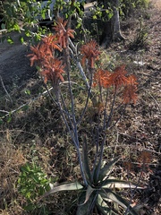 Aloe umfoloziensis