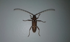 Eburia