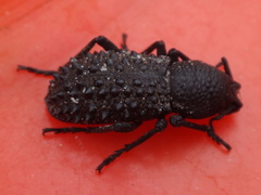 Talaurinus semispinosus