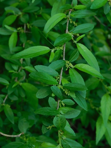 Acalypha lycioides