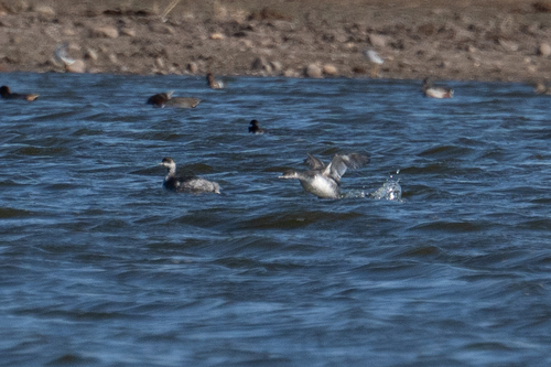 iNaturalist observation photo of Eared Grebe