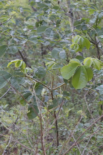 Image of Pseudobombax Argentinum (Pseudobombax argentinum) by (c) Clara (Clari), some rights reserved (CC BY-SA)
