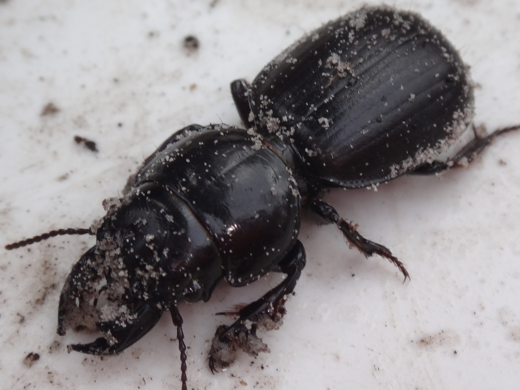 Scaraphites lenaeus