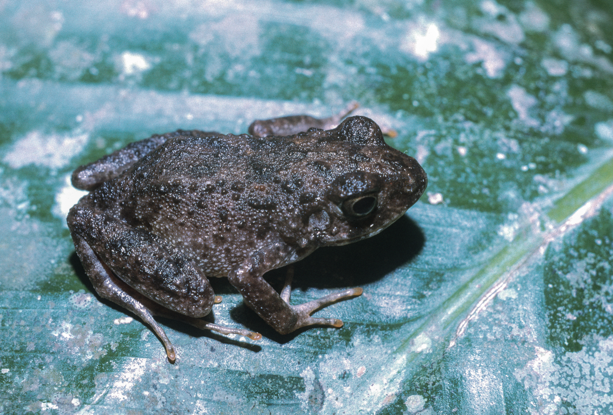 Arthroleptis adelphus Perret, 1966