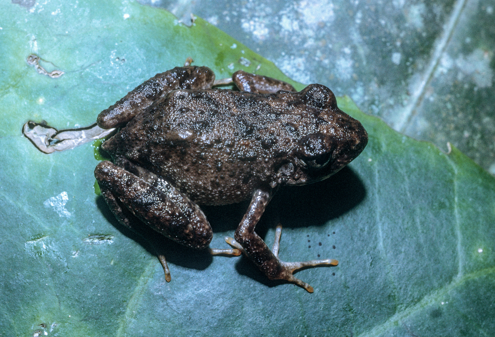Arthroleptis adelphus Perret, 1966